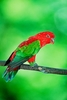 Chattering lory (Lorius garrulus)