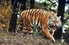 Tiger (Panthera tigris)