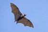 Pacific flying fox (Pteropus tonganus)