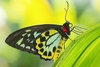 Cairns birdwing (Ornithoptera euphorion)