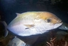 Bluefish (Pomatomus saltatrix)