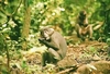 Sooty mangabey (Cercocebus atys)