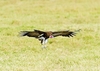 Hooded vulture (Necrosyrtes monachus)