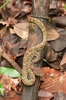 Malabar pit viper (Craspedocephalus malabaricus)