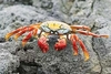 Sally lightfoot crab (Grapsus grapsus)