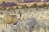 Mule deer (Odocoileus hemionus)