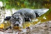 Black caiman (Melanosuchus niger)