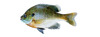 Lepomis macrochirus (Bluegill)