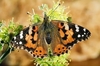 Painted lady