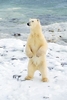 Polar bear (Ursus maritimus)