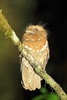 Philippine frogmouth (Batrachostomus septimus)