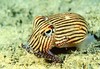 Striped pyjama squid (Sepioloidea lineolata)