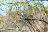 Green imperial pigeon (Ducula aenea)