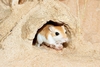 Cheesman's gerbil (Gerbillus cheesmani)