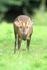 Reeves' muntjac (Muntiacus reevesi)