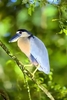 Boat-billed heron (Cochlearius cochlearius)