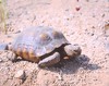 Desert tortoise (Gopherus agassizii)