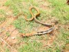 Copperhead racer (Coelognathus radiatus)