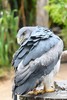 Crowned solitary eagle (Buteogallus coronatus)