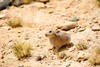 Ladakh pika (Ochotona ladacensis)