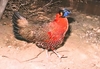 Satyr tragopan (Tragopan satyra)