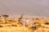 Addax