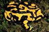 Southern corroboree frog (Pseudophryne corroboree)