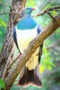 New Zealand pigeon (Hemiphaga novaeseelandiae)