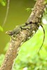 Green iguana (Iguana iguana)