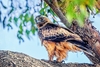 Little eagle (Hieraaetus morphnoides)