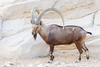 Nubian ibex (Capra nubiana)