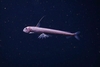 Pacific viperfish (Chauliodus macouni)