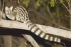 Common genet (Genetta genetta)