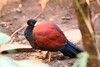 Pheasant pigeon (Otidiphaps nobilis)