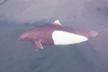 Dall's porpoise (Phocoenoides dalli)