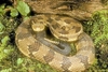 Timber rattlesnake (Crotalus horridus)