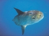 Sharptail mola (Masturus lanceolatus)