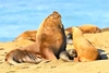 South American sea lion (Otaria flavescens)