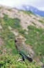 Kea (Nestor notabilis)