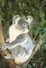 Koala (Phascolarctos cinereus)