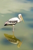 Milky stork (Mycteria cinerea)