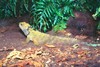 Tuatara (Sphenodon punctatus)