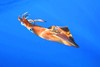 Veined squid (Loligo forbesii)