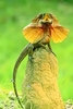 Frilled lizard (Chlamydosaurus kingii)