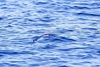 Tropical two-wing flying fish (Exocoetus volitans)