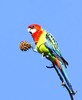 Eastern rosella (Platycercus eximius)