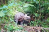 Javan rhinoceros (Rhinoceros sondaicus)