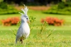 Kagu (Rhynochetos jubatus)