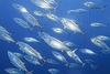 Mackerel tuna (Euthynnus affinis)