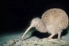 Southern brown kiwi (Apteryx australis)